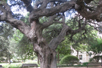 Sorin Oak