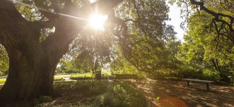 Sunlight creates a lens flare and shines through the tree branches of Sorin Oak.