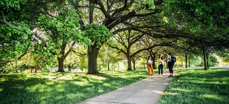 Three students stand far away on a tree-lined path with sun streaming through the trees.