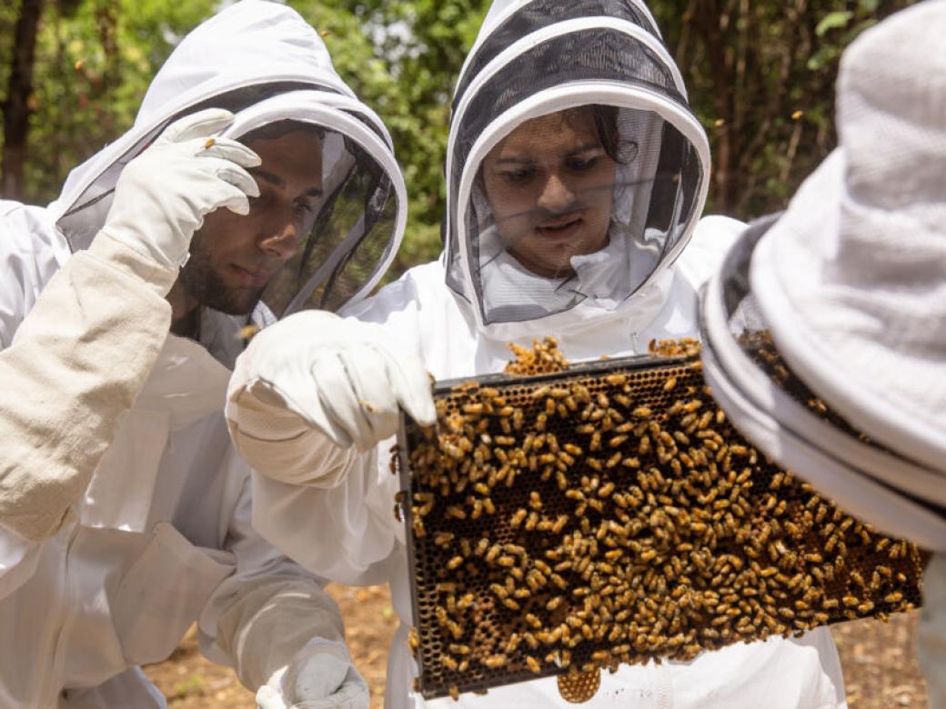 David Weier, Priyanka Ranchod and professor Matthew Steffenson wear beekeeper suits and look at bees on a slab of honeycomb.