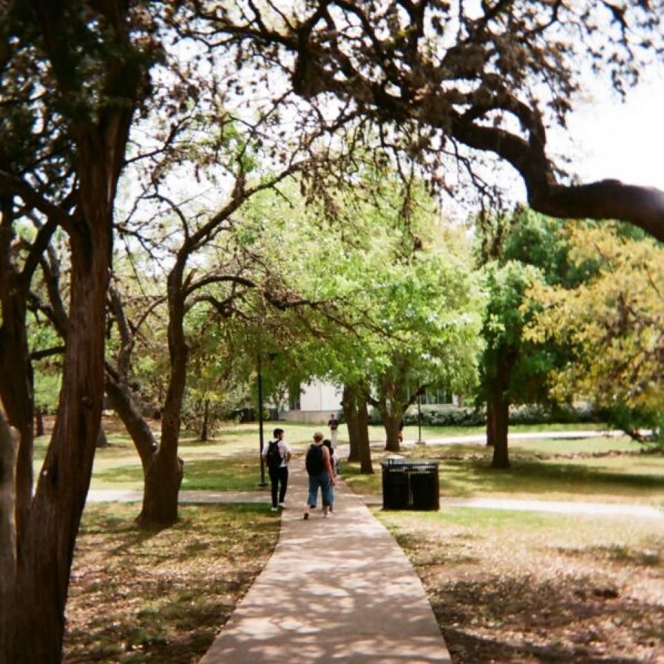 Students walk on a tree-lined path on campus.