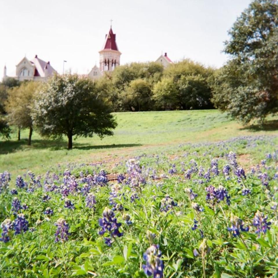 Bluebonnets and trees are seen in the foreground, with Main Building's steeple in the background.