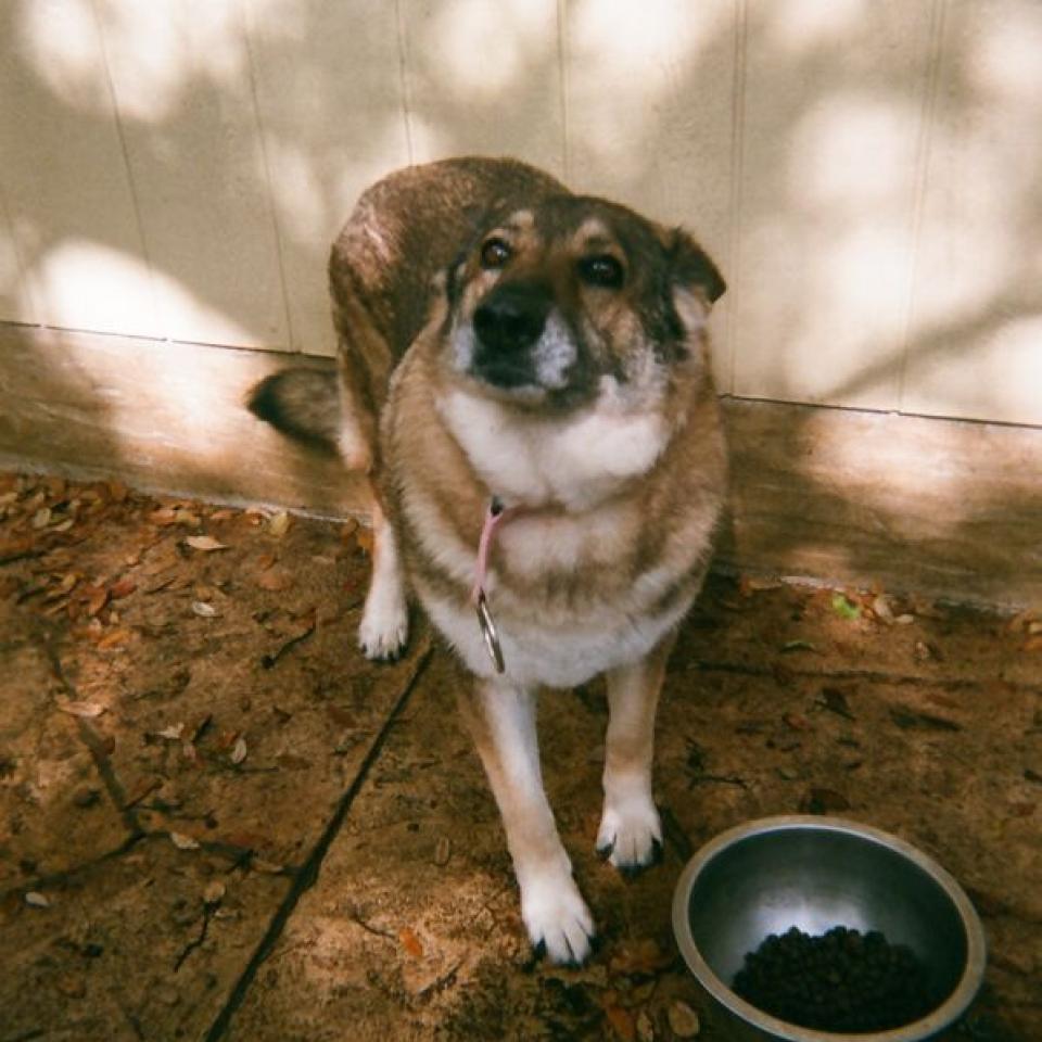 A dog stands by a food bowl outside.