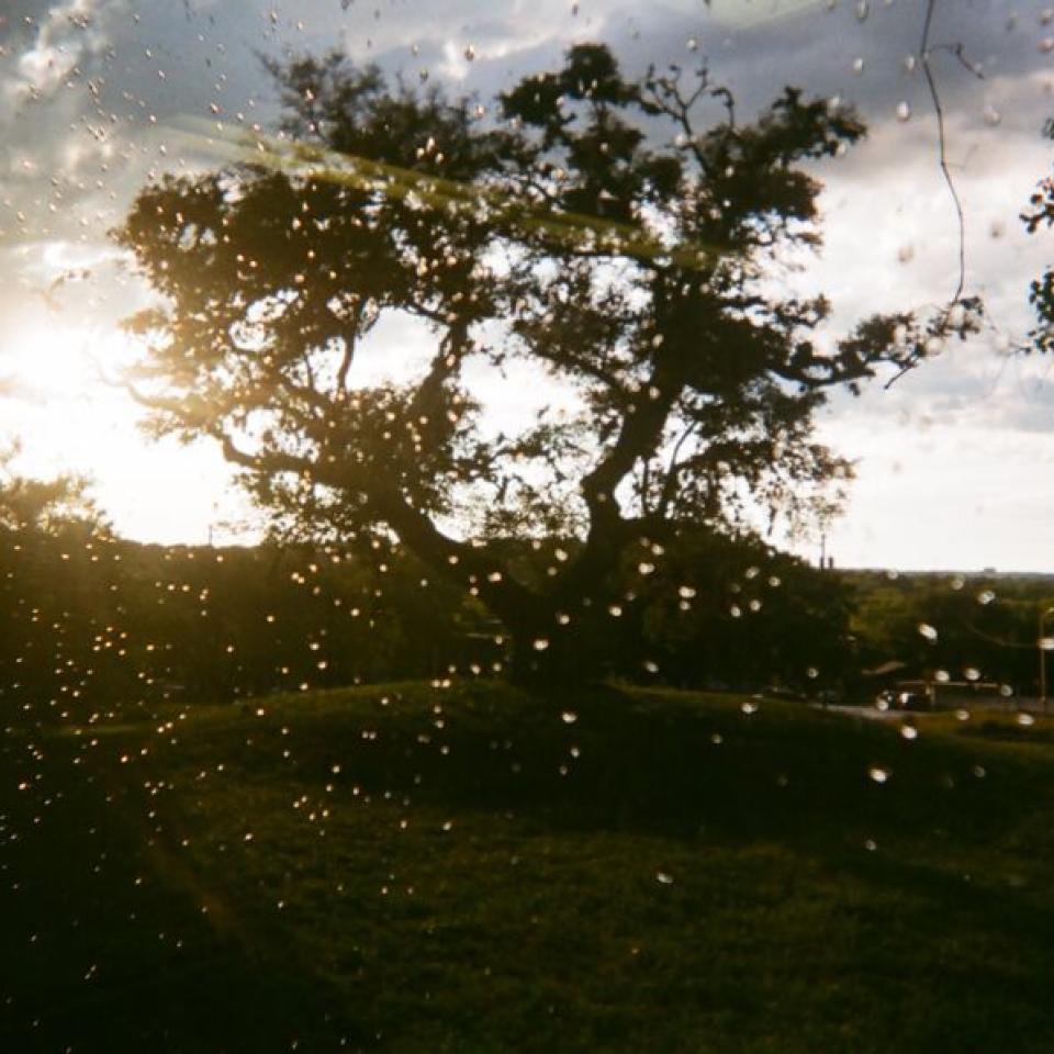 Rain is on a window, looking out to a tree and sunrise.