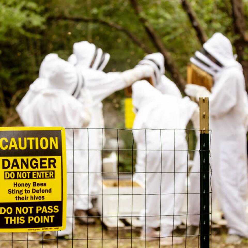 A caution sign warning about bees in the foreground as a professor and students wearing beekeeper suits in the background install new bee hives.