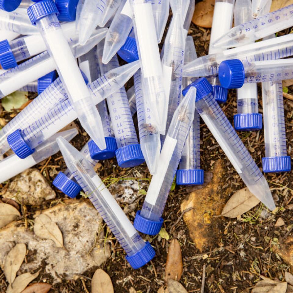 Vials of bees for research samples lay on the ground.