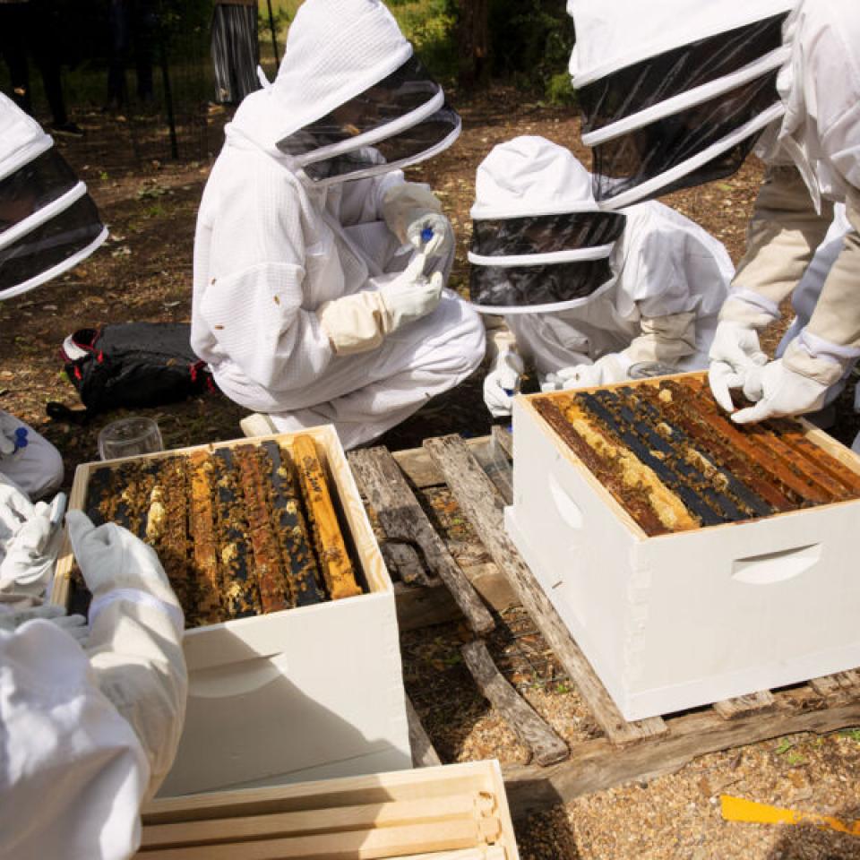 The image shows a group of people dressed in full beekeeping suits, including protective hats with veils, working with beehives. They are gathered around two open hive boxes, examining the frames. The setting appears to be outdoors in a natural environment. The beekeepers are handling the frames carefully, likely checking on the health and activity of the bee colonies. The scene reflects a hands-on, educational experience in beekeeping.