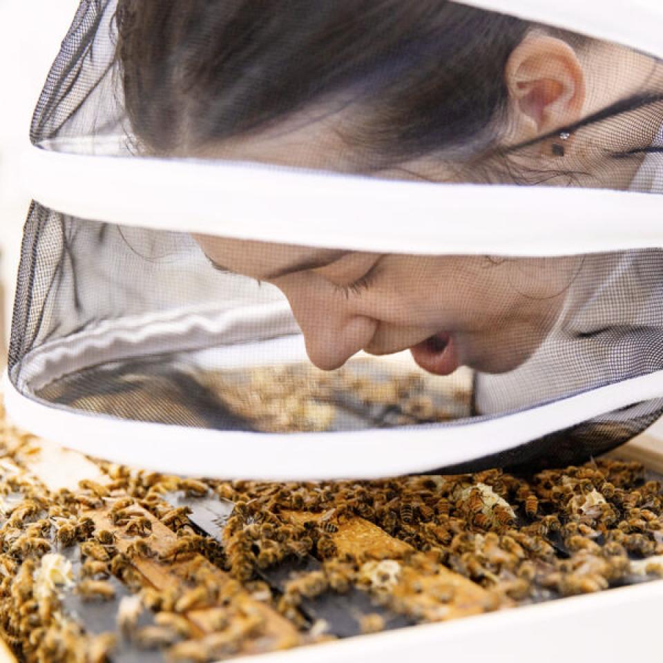 A student wearing a beesuit breathes on the bees in the hive.