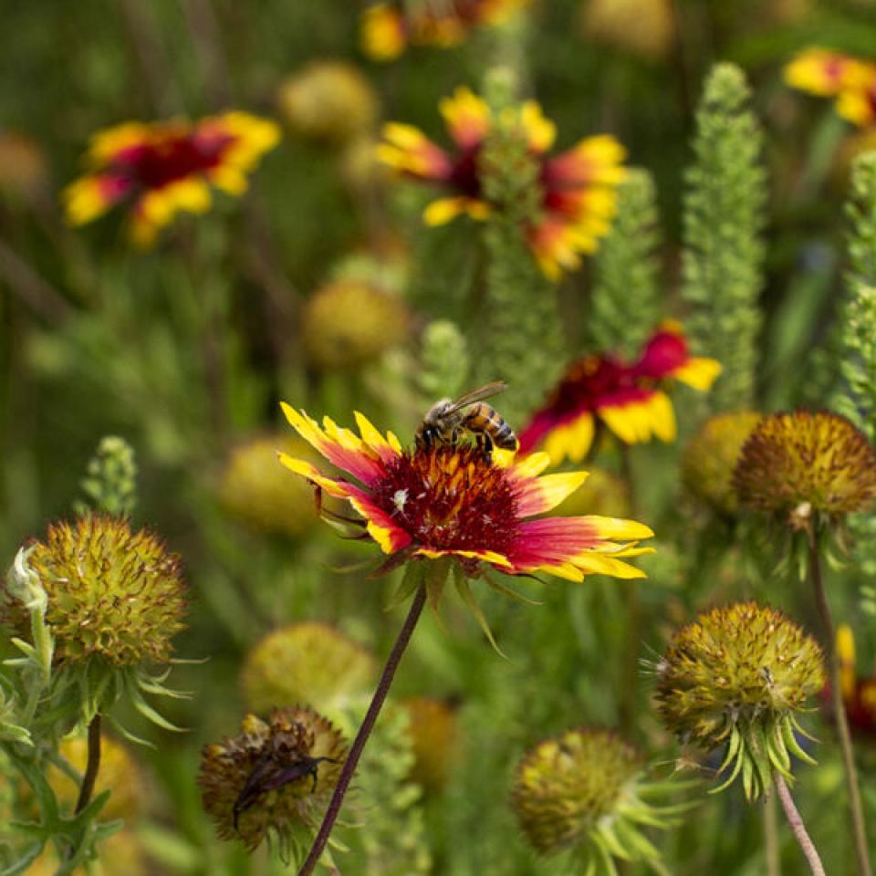 The image shows a field of vibrant flowers, predominantly featuring yellow and red petals. In the center, a bee is visible on one of the flowers, gathering nectar. The surrounding flora includes various stages of blooms and buds, creating a rich, textured background of green and yellow hues. The overall scene is a close-up view of a natural and lively meadow, emphasizing the beauty of wildflowers and the activity of pollinators.