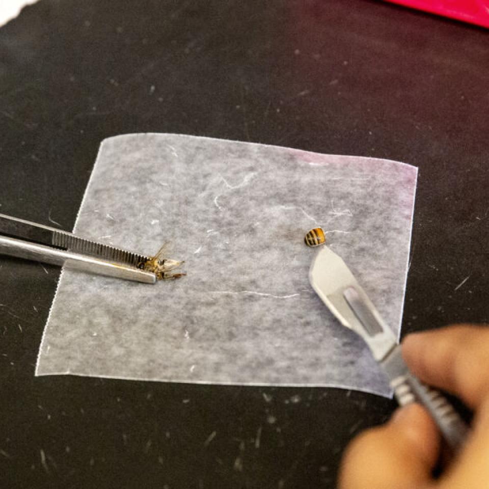 A bee is cut to gather a sample of hemolymph.