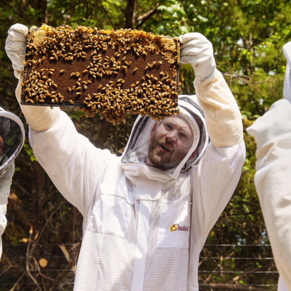 Professor Matthew Steffenson and students wear beekeeper suits and look for the queen on a honeycomb slab.