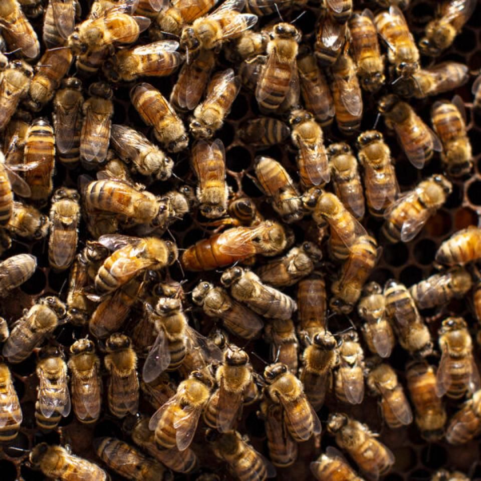 A queen bee is nestled in her hive amongst other bees.