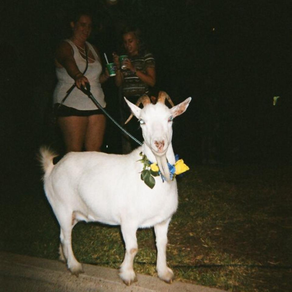 A live goat looks at the camera.