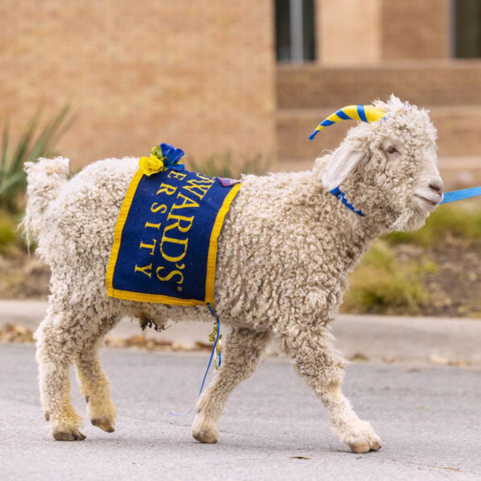 goat from homecoming parade