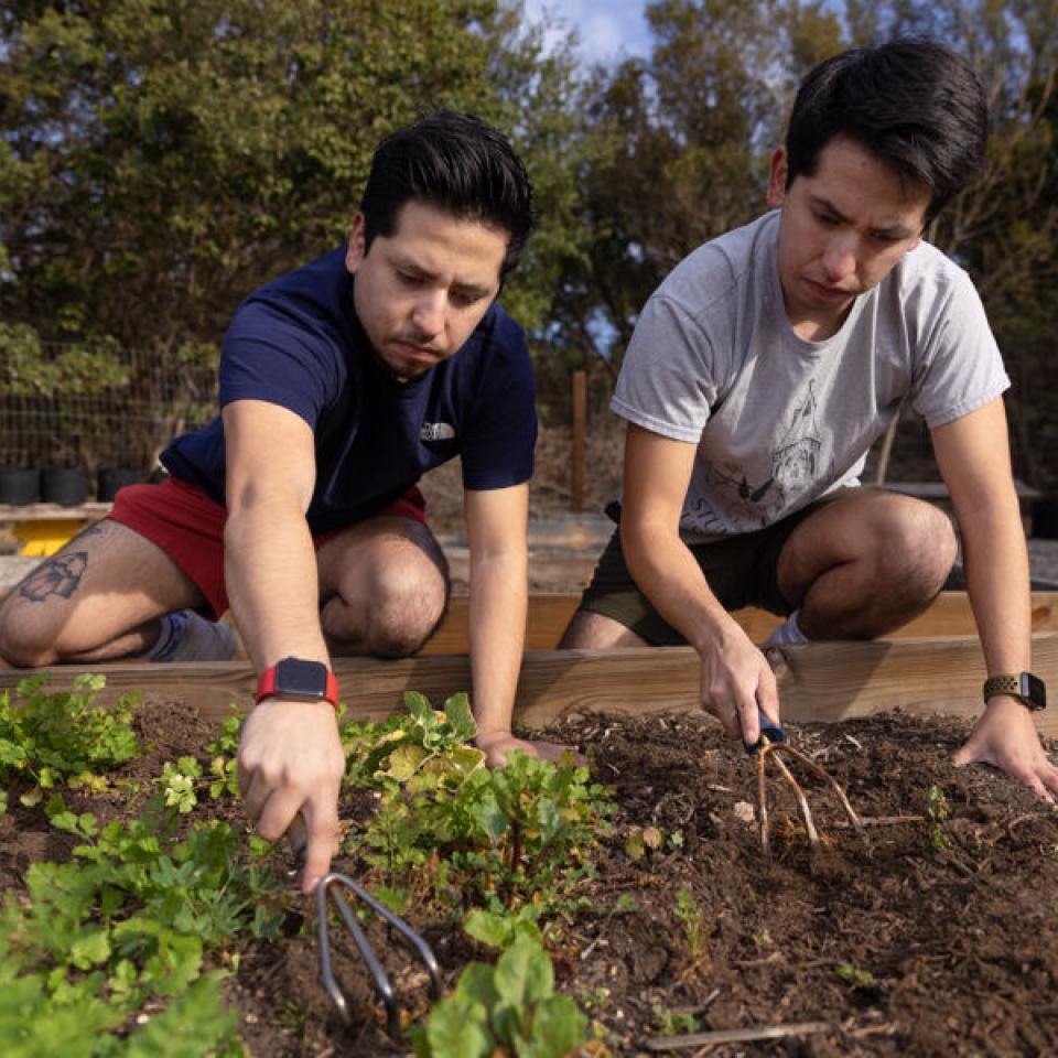 Ethan and Luke Tobias tend to a garden plot in the Students for Sustainaiblity Garden.