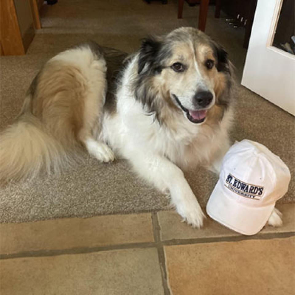 A dog sits with a St. Edward's hat.