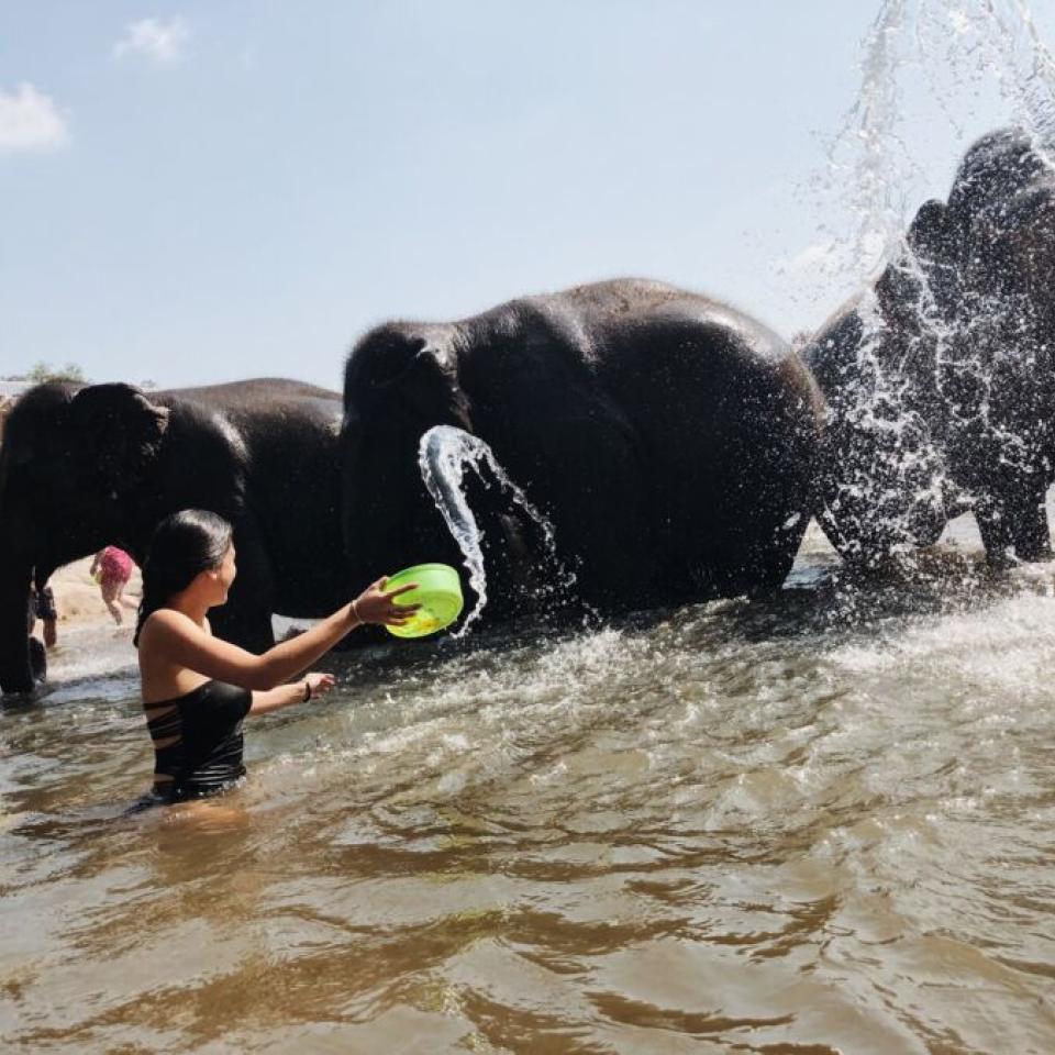 Aida Domingo stands in water and helps bathe elephants.