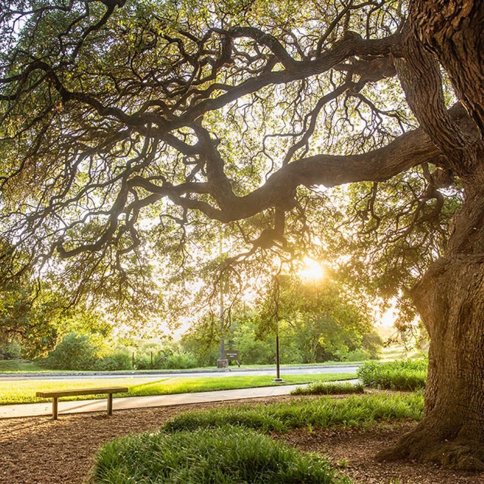 The image captures a picturesque scene of a large, sprawling tree with a thick trunk and wide branches covered in dense green leaves. The sun is setting behind the tree, casting a warm golden light that filters through the branches. In the foreground, there is a bench on a paved path surrounded by well-maintained greenery and mulched areas. The overall atmosphere is serene and inviting, perfect for a peaceful moment of reflection or relaxation.