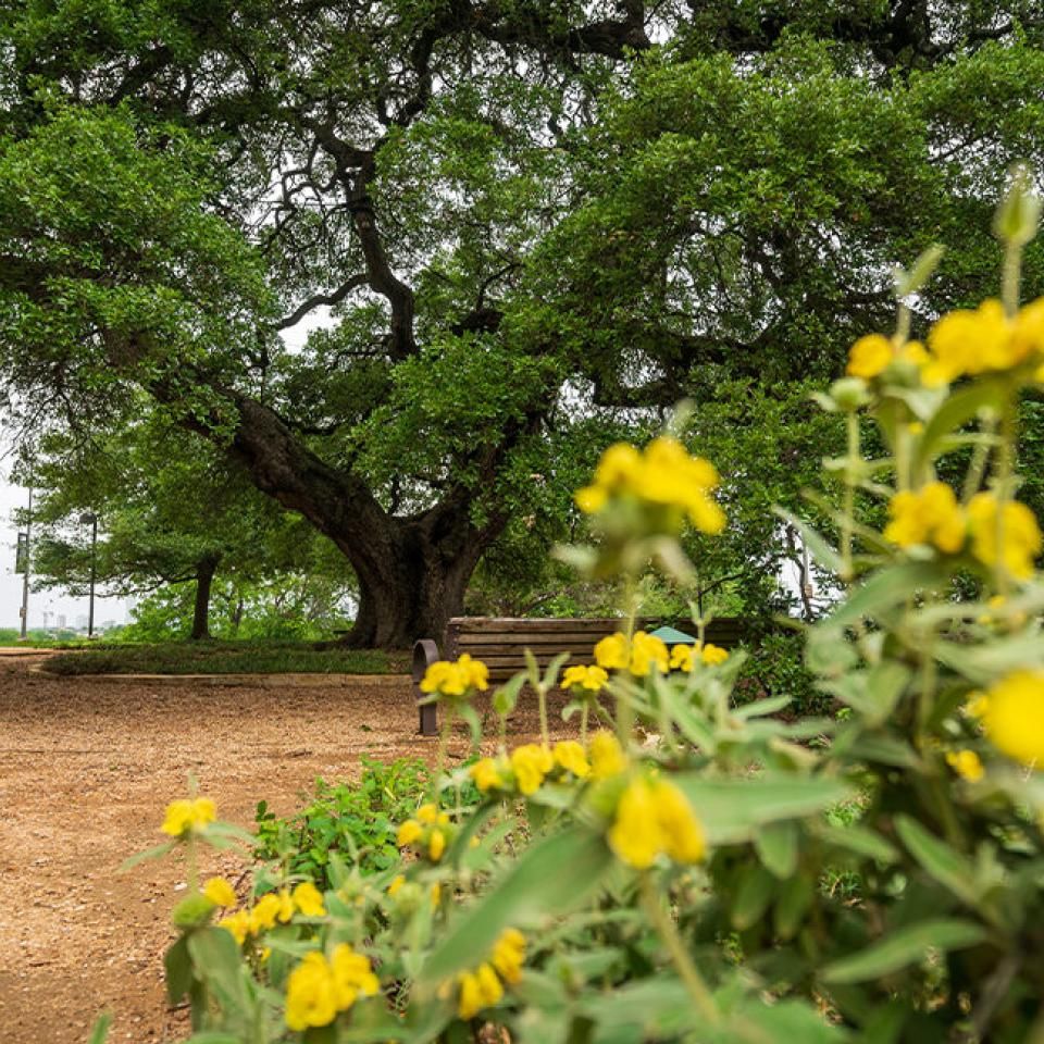 The image shows a serene park scene with a large, majestic tree at the center. The tree has a thick trunk and expansive branches filled with lush green leaves. The foreground features vibrant yellow flowers in focus, while two wooden benches and a trash can are visible on the gravel pathway leading to the tree. The overall atmosphere is peaceful and inviting, suggesting a quiet place for relaxation and nature appreciation.