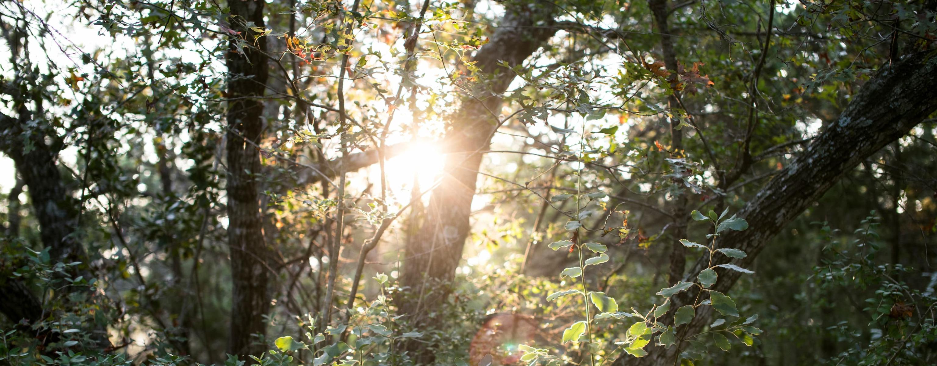 Light shines through a nearby treeline