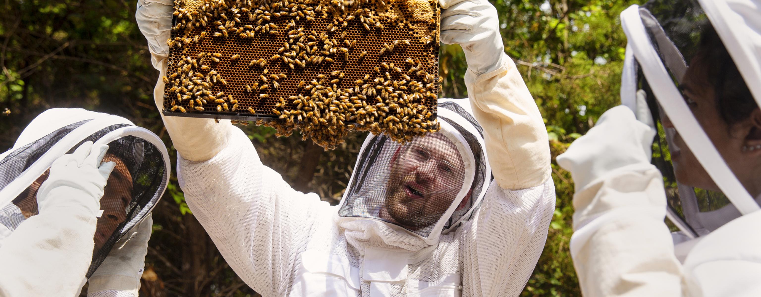 Professor Matthew Steffenson holds up a tray of bees on their honeycomb as he and students wear beekeeper suits and look at the bees.