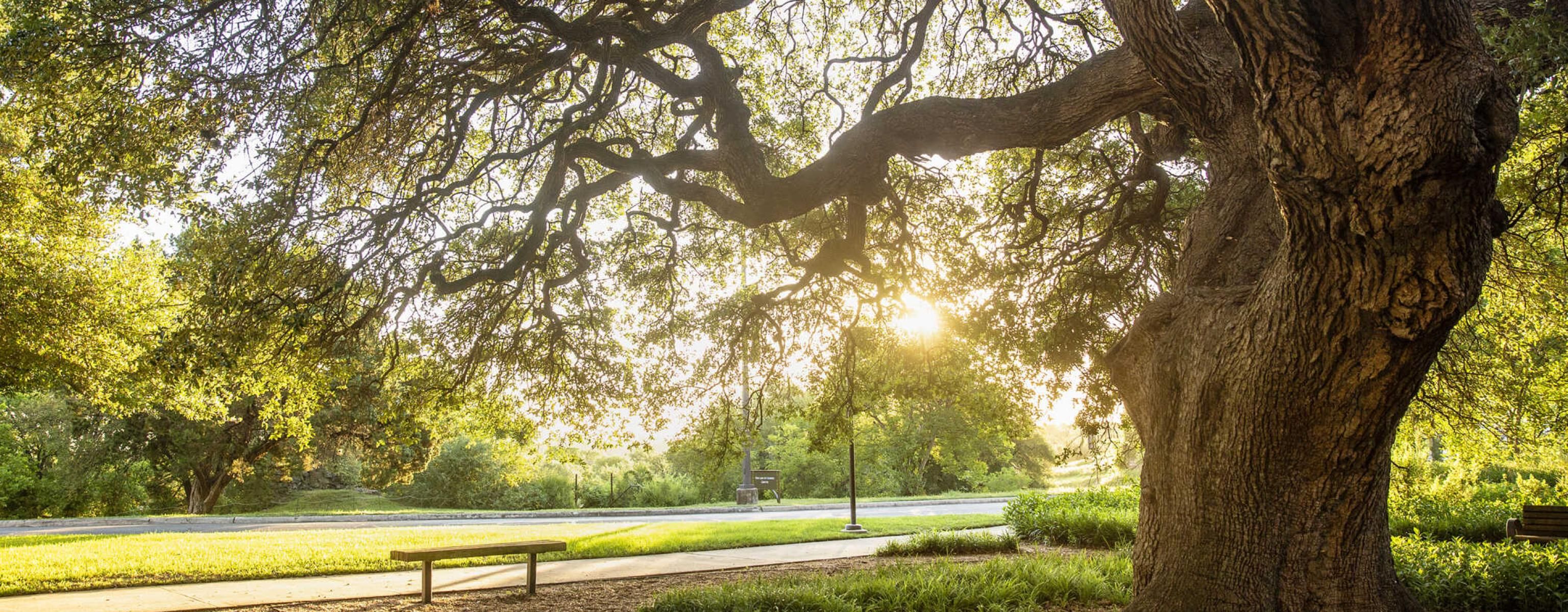 A large oak tree reflected in the early morning sunlight