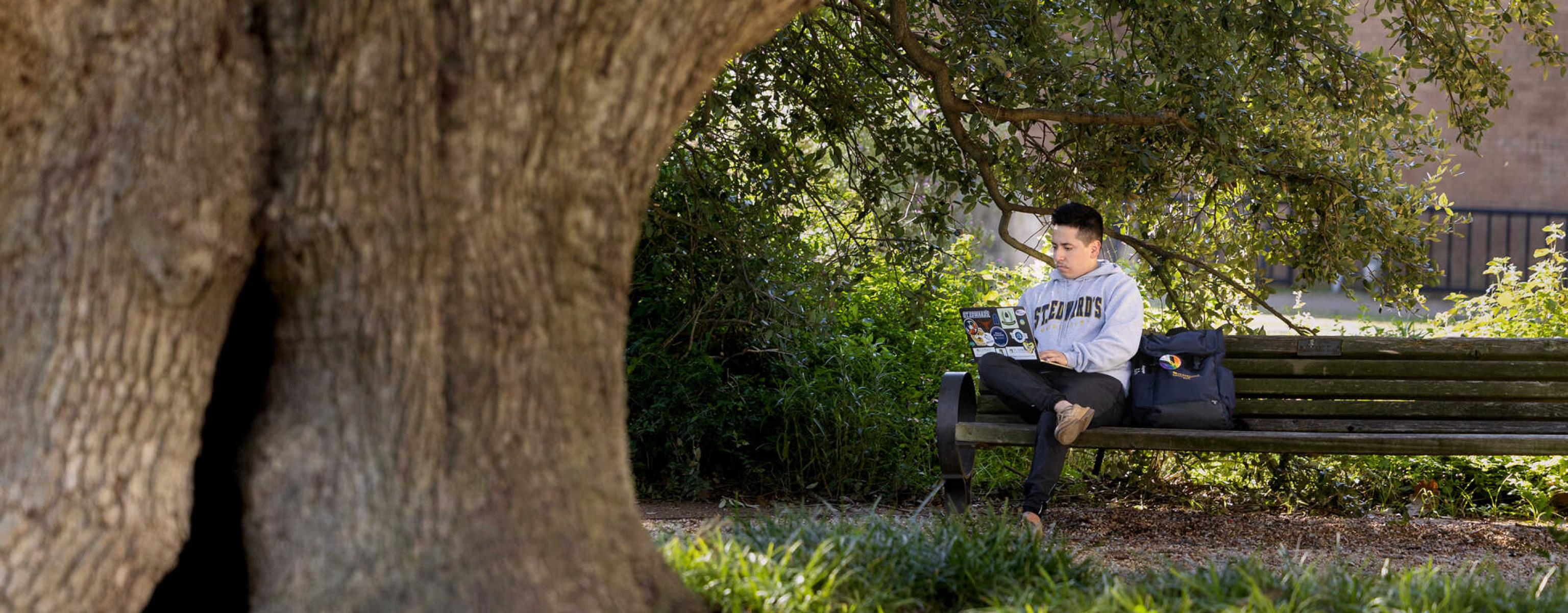 The trunk of Sorin Oak is in the foreground as a student sits behind the tree on a bench in a St. Edward's sweatshirt typing on the their laptop.