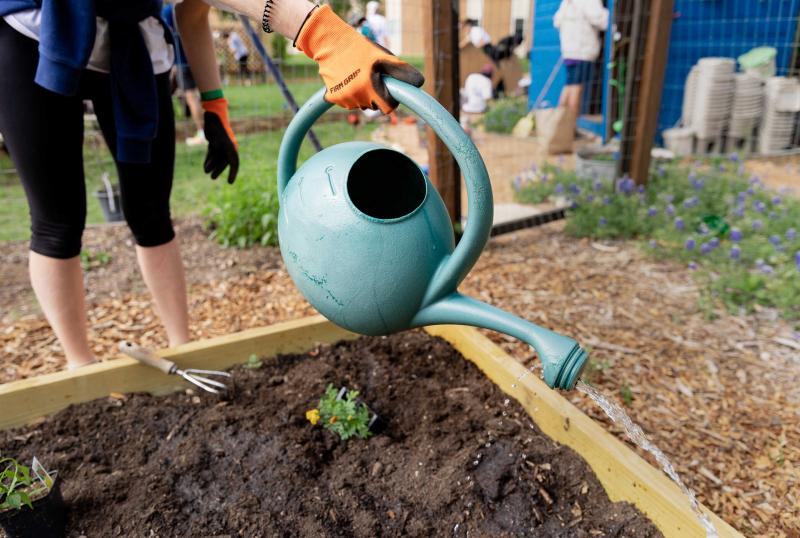 The image depicts a person's hands holding a green watering can, pouring water into a wooden raised garden bed. The soil appears moist, and there are small plants growing. In the background, other individuals are visible, suggesting this might be a community garden or outdoor activity. Gardening equipment, including a trowel, lies near the plants. The scene evokes themes of gardening, sustainability, and community engagement.