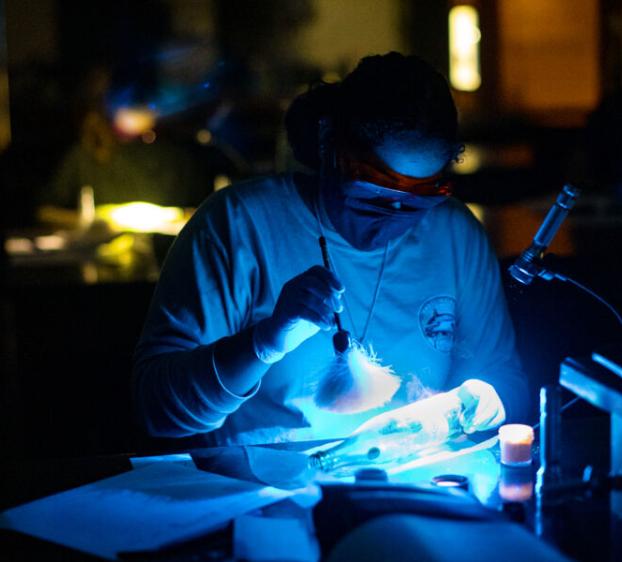 Forensic Science student working in fluorescent processing lab