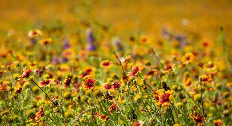 A field of wildflowers on campus.