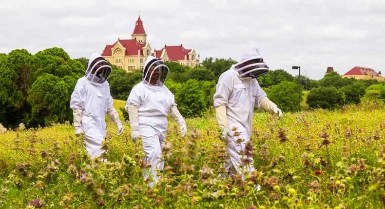 David Weier, Priyanka Ranchod and Professor Matthew Steffenson walk in a field in beekeeper suits with Main Building in the background.