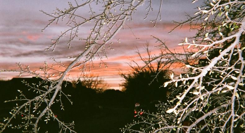 Tree branches in the foreground with sunset and more trees in the background.