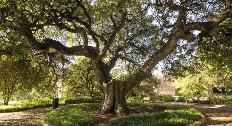 The image depicts a large, sprawling oak tree in a serene park setting. The tree's thick, twisted branches extend widely, creating a canopy of leaves that provides shade. The surrounding area is landscaped with a circular stone border around the tree's base, filled with low green plants. There are benches on either side of the tree, offering a peaceful spot to sit and enjoy the natural surroundings. The sunlight filters through the leaves, creating a calm and inviting atmosphere.