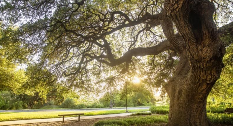 campus tree, with a sunrise behind it