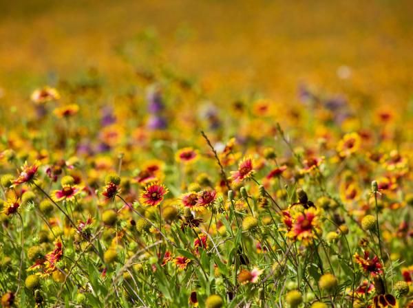 A field of wildflowers on campus.