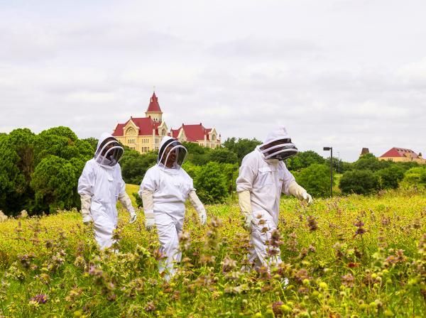 David Weier, Priyanka Ranchod and Professor Matthew Steffenson walk in a field in beekeeper suits with Main Building in the background.