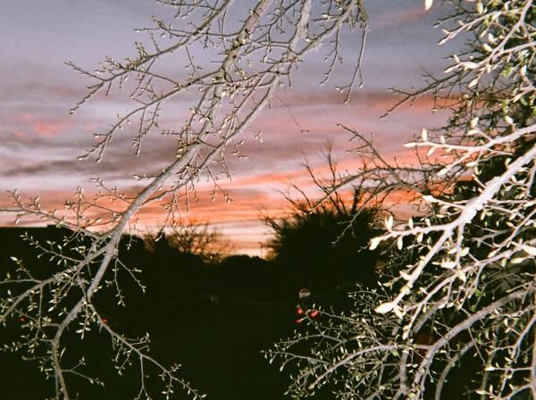 Tree branches in the foreground with sunset and more trees in the background.