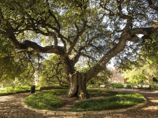 The image depicts a large, sprawling oak tree in a serene park setting. The tree's thick, twisted branches extend widely, creating a canopy of leaves that provides shade. The surrounding area is landscaped with a circular stone border around the tree's base, filled with low green plants. There are benches on either side of the tree, offering a peaceful spot to sit and enjoy the natural surroundings. The sunlight filters through the leaves, creating a calm and inviting atmosphere.