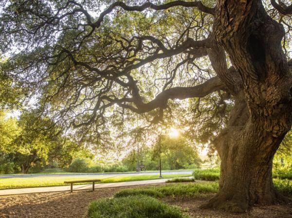 campus tree, with a sunrise behind it