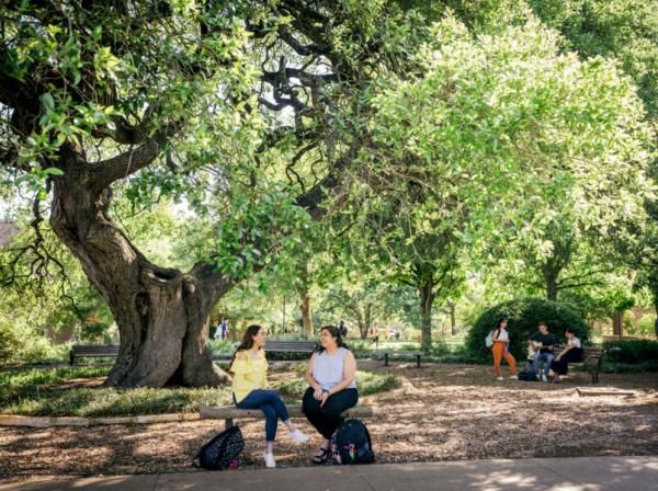 Students enjoy a visit while sitting under Sorin Oak on the St. Edward's University campus.