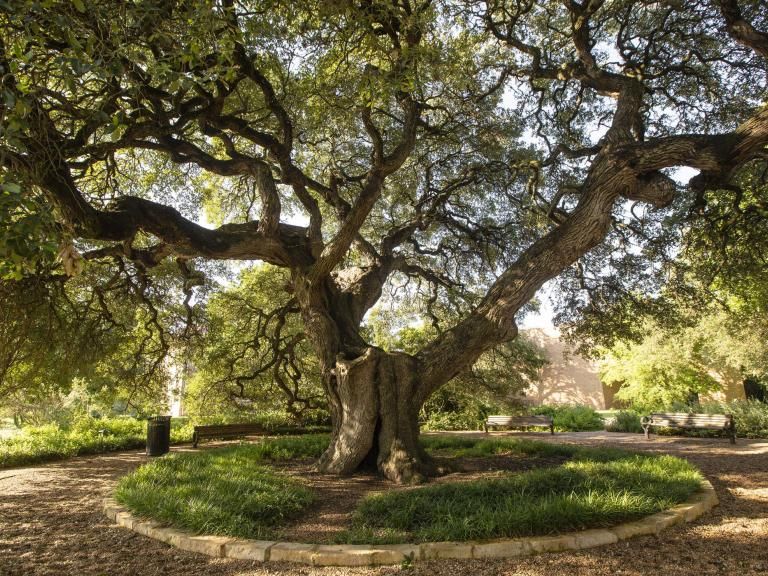 The image depicts a large, sprawling oak tree in a serene park setting. The tree's thick, twisted branches extend widely, creating a canopy of leaves that provides shade. The surrounding area is landscaped with a circular stone border around the tree's base, filled with low green plants. There are benches on either side of the tree, offering a peaceful spot to sit and enjoy the natural surroundings. The sunlight filters through the leaves, creating a calm and inviting atmosphere.