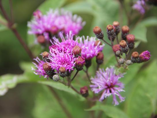 A close-up of Vernonia missurica, a vibrant purple flower with buds yet to bloom. The petals radiate from the center, creating a fluffy appearance. Brownish spherical buds cluster at the stem tips. The blurred green background highlights the sharpness and detail.