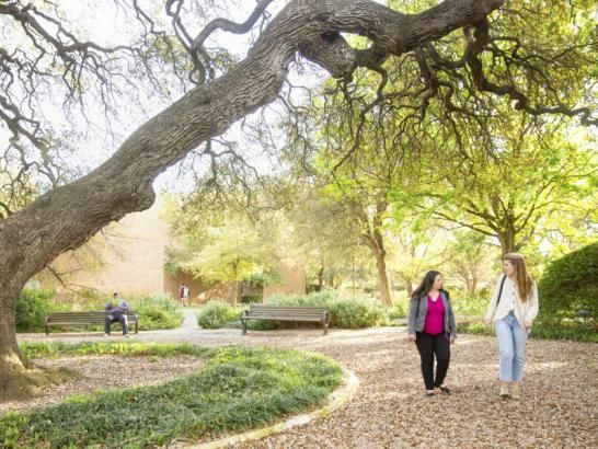 The image depicts a tranquil outdoor scene in a park-like setting with lush greenery. There is a large, sprawling tree with twisting branches dominating the left side of the frame, extending horizontally across much of the image. Underneath it, two individuals appear to be walking and conversing; one individual is wearing dark clothing and the other light clothing with denim pants. In the background, another individual is seated on a bench, partially obscured by foliage.