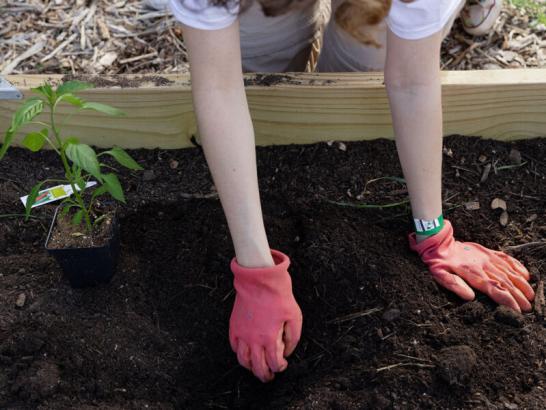 Student planting plants in the campus garden(s).