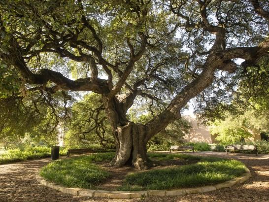 Sorin Oak tree in daytime.