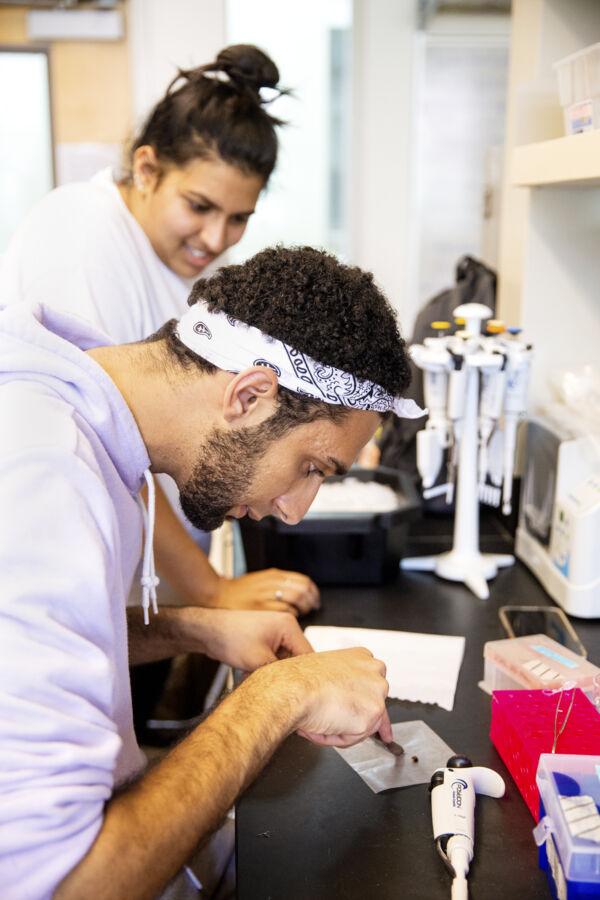 David Weier cuts a bee to extract hemolymph.