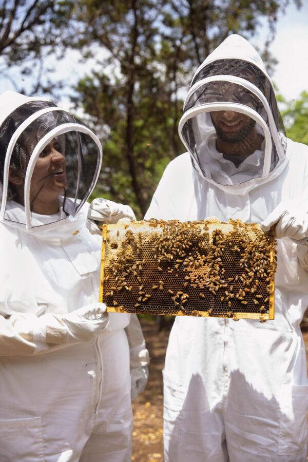 Priyanka Ranchod and David Weier hold a tray of honeycomb and bees while wearing beekeeper suits.