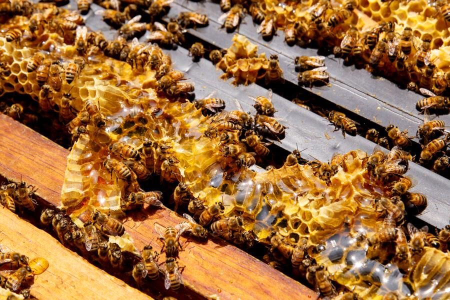 Bees build honeycomb in their hive.