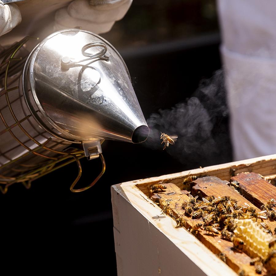 A bee flies as a student sprays smoke to calm the bees.