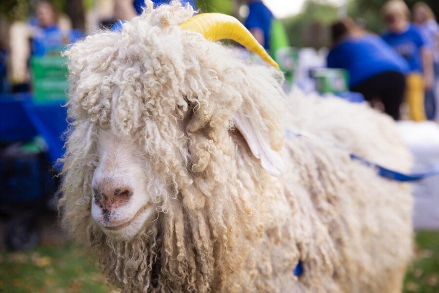 A live goat mascot.